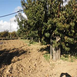 Landwirt. Betrieb / Bauernhof zu Verkauf in Agrigento