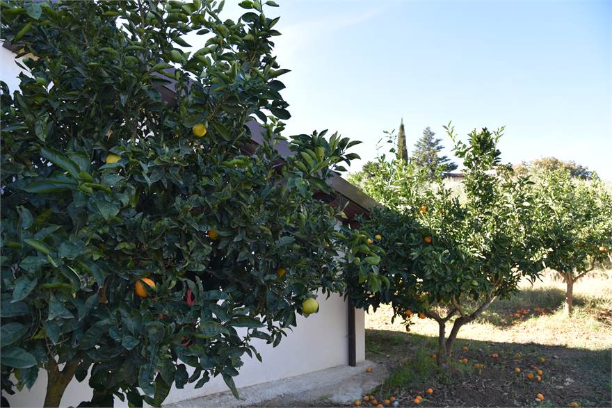 Photo 42