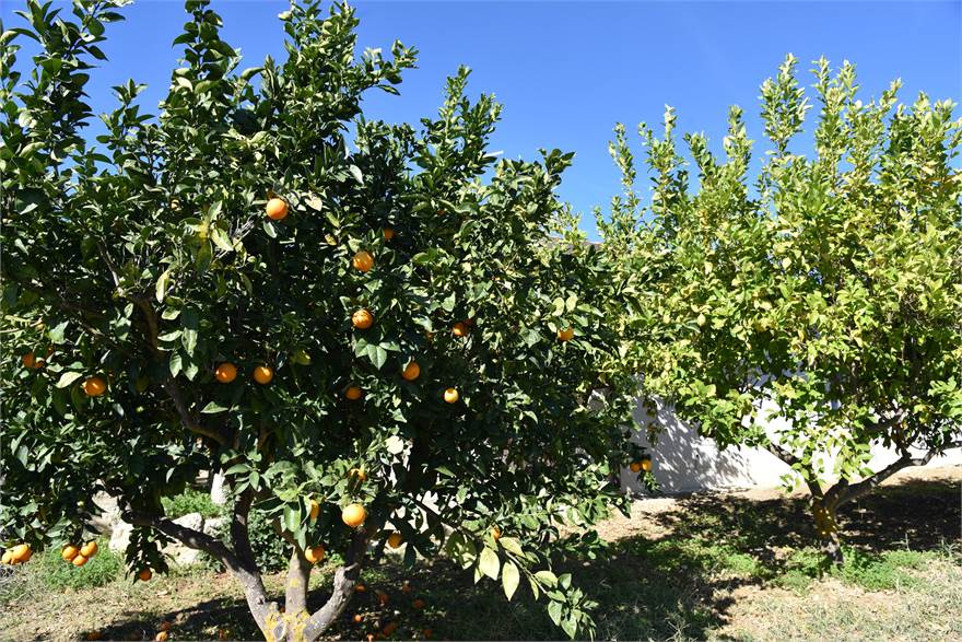 Photo 45