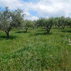 Terreno Agricolo In Vendita a Favara